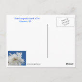 スターマグノリア葉書 ポストカード (裏面)