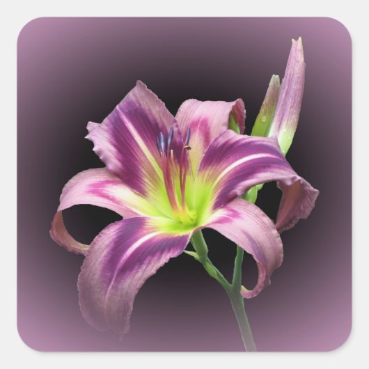 スターマンズクエスト – Daylily Squareステッカー スクエアシール (正面)