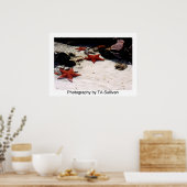 スターライトスターブライトバイタレリー ポスター (キッチン)