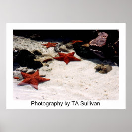 スターライトスターブライトバイタレリー ポスター