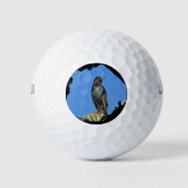 スターリングとサグアーロ・サボス写真南西 ゴルフボール