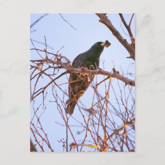 スターリングの日没 ポストカード (正面)