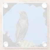 スターリングサグアーロサボスビューティフルサウスウエストバード ガラスコースター (裏面)