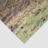 スターリングスカイ 薄葉紙 (詳細)