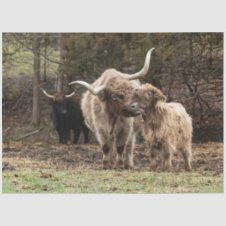 スターリングスカイ 薄葉紙