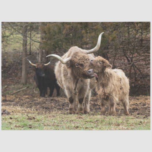 スターリングスカイ 薄葉紙 (正面)