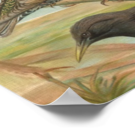 スターリングズヴィンテージバードイラストレーション ポスター (角)