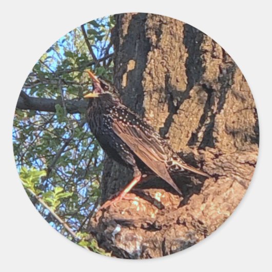 スターリングバードシール ラウンドシール (正面)