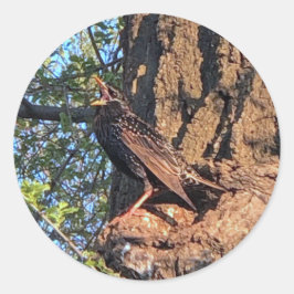 スターリングバードシール ラウンドシール