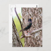 スターリングバード写真 ポストカード (正面/裏面)