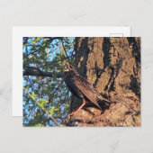 スターリング鳥はがき ポストカード (正面/裏面)