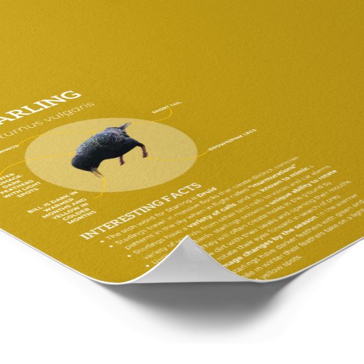 スターリング ポスター (角)