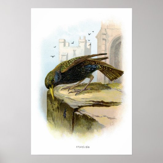 スターリング ポスター (正面)