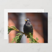 スターリング ポストカード (正面/裏面)