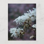 スターリーマグノリア5780 ポストカード (正面)