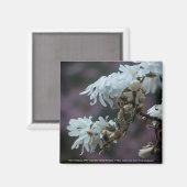 スターリーマグノリア5780 マグネット (正面/裏面)