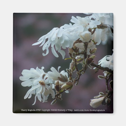 スターリーマグノリア5780 マグネット (正面)