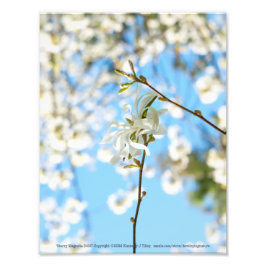 スターリーマグノリア6490 フォトプリント           