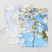 スターリーマグノリア6490 ポストカード (正面/裏面)