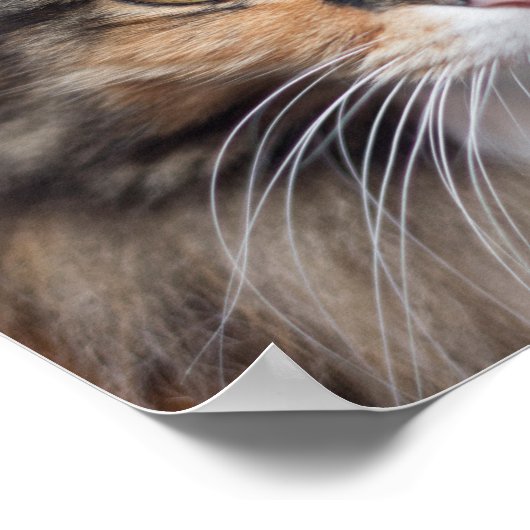 スターンメーヌクーン ポスター (角)