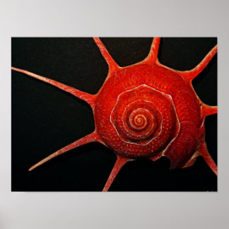 スター日本のシェルポスター ポスター