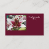 スター·ガザー 名刺 (正面)