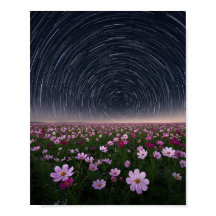 スター・トレイル コスモス 花畑 夜空 ポスター