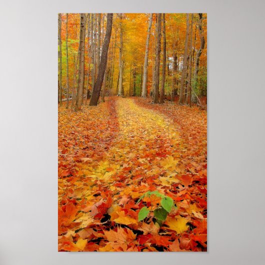 スチルグリーン、プリント ポスター (正面)