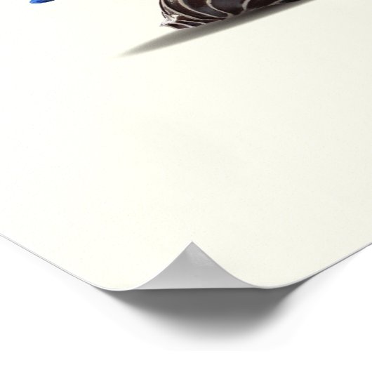 スチルライフシーシェルとアイボリーコラージュ ポスター (角)