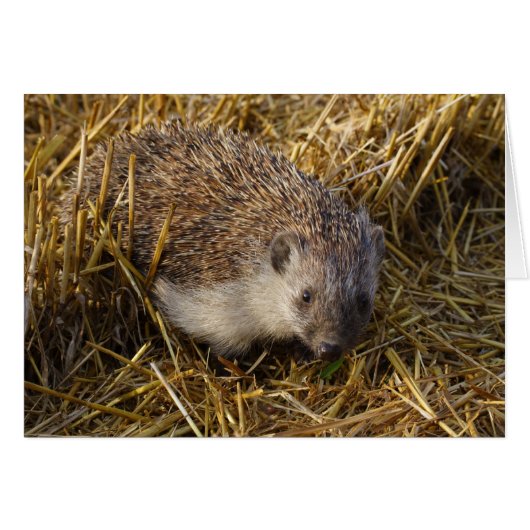 スッブル場の甘いハリネズミ (正面横)