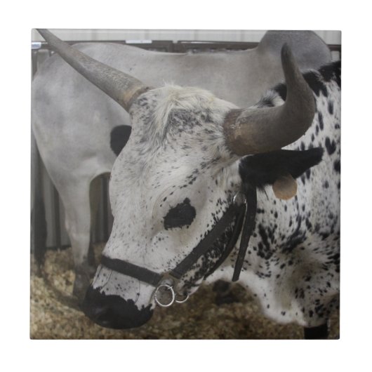 ステア タイル (正面)