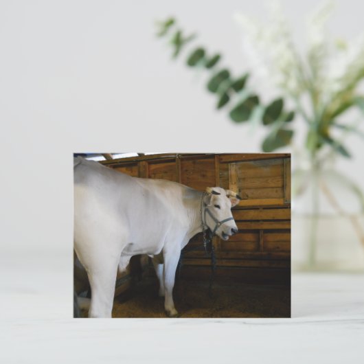 ステア ポストカード (スタンド正面)