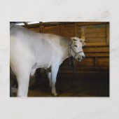 ステア ポストカード (正面)