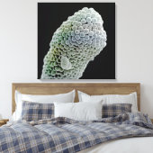 スティグマの走査型電子顕微鏡イメージ(ペント) キャンバスプリント (インサイチュ (寝室))