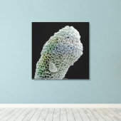 スティグマの走査型電子顕微鏡イメージ(ペント) キャンバスプリント (インサイチュ (ウッドフロア))