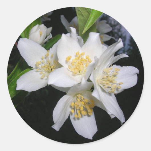 スティッカー ラウンドシール (正面)