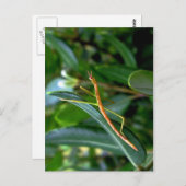 スティック昆虫 ポストカード (正面/裏面)