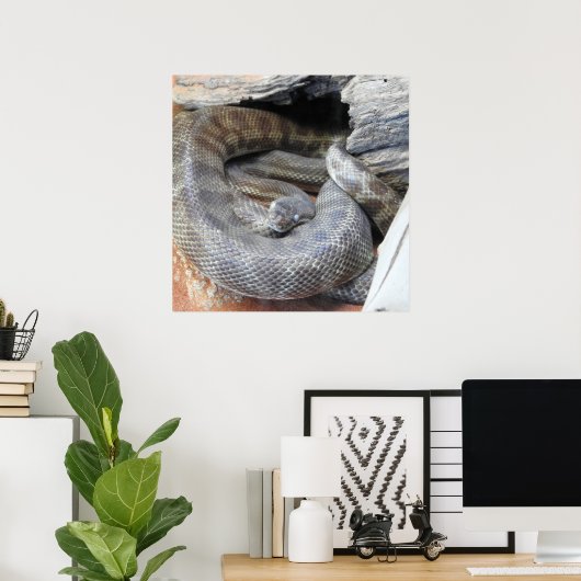 スティムソンのPython ポスター (ホームオフィス)