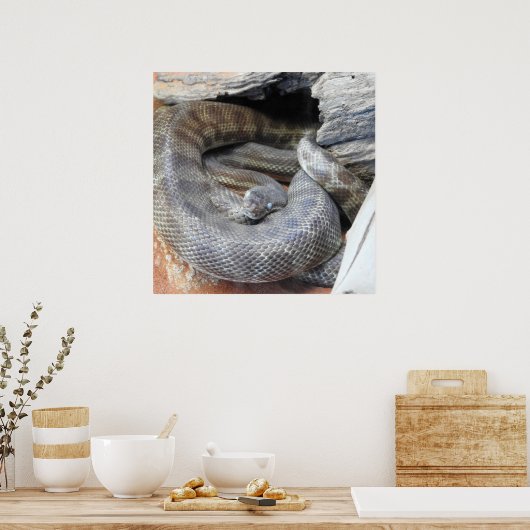 スティムソンのPython ポスター (キッチン)