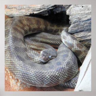 スティムソンのPython ポスター