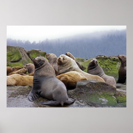 スティラーシーライオンズ – ファインアートプリント ポスター (正面)