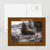 スティラーシーライオン ポストカード (正面/裏面)