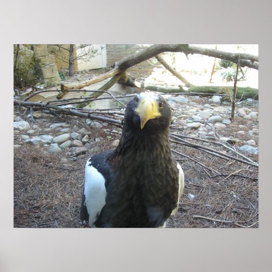 スティラーズシーイーグル ポスター (正面)