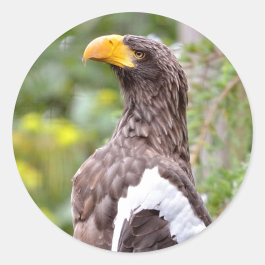 スティラーズシーイーグル ラウンドシール (正面)