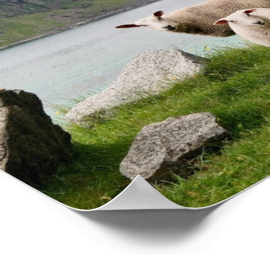 スティルウォーターの横の羊のポスター ポスター (角)