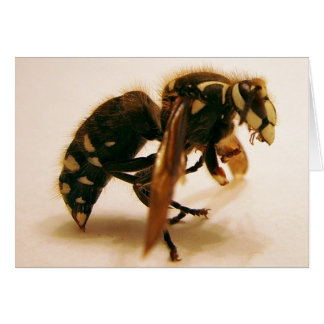 スティンガー16