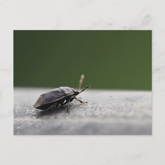 スティンクのバグの興味深いマクロショット – 自然投稿 ポストカード (正面)