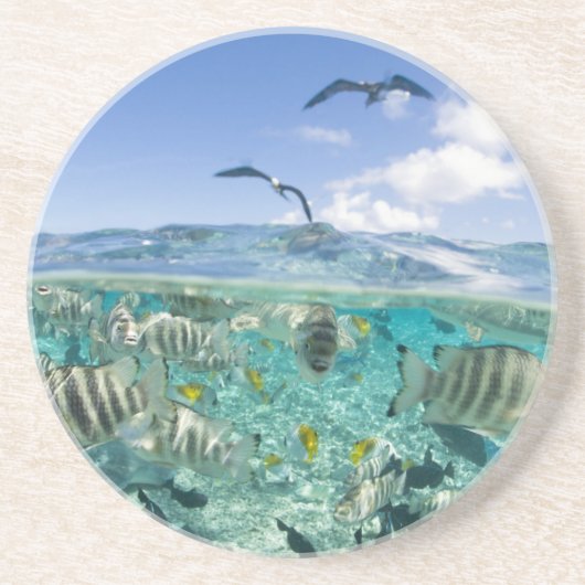 スティングレイを使ったラグーンサファリ旅行 コースター (正面)