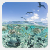 スティングレイを使ったラグーンサファリ旅行 スクエアシール (正面)