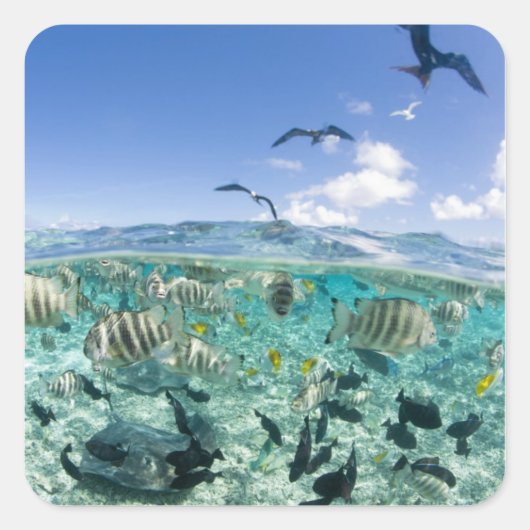 スティングレイを使ったラグーンサファリ旅行 スクエアシール (正面)